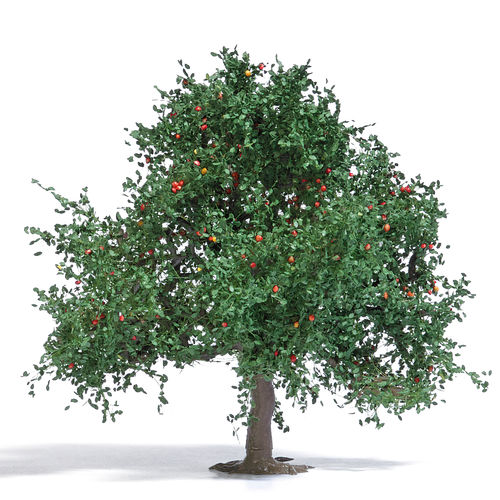 Apfelbaum 75 mm, Sommer